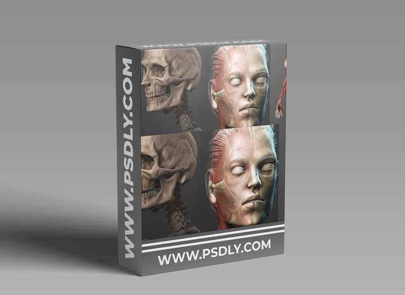 Female Anatomy Sculpting in Zbrush