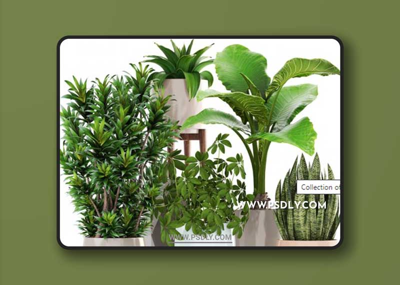 Collection of plants 196