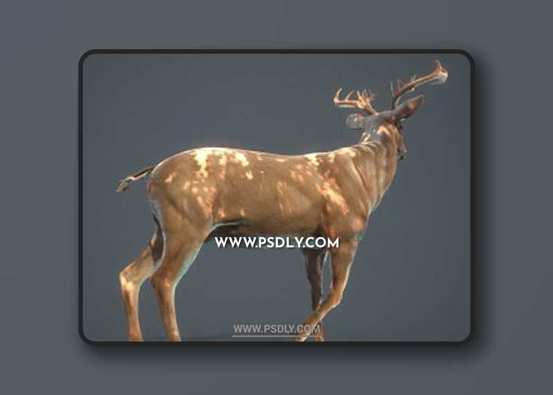 White-tailed Deer 3D Model