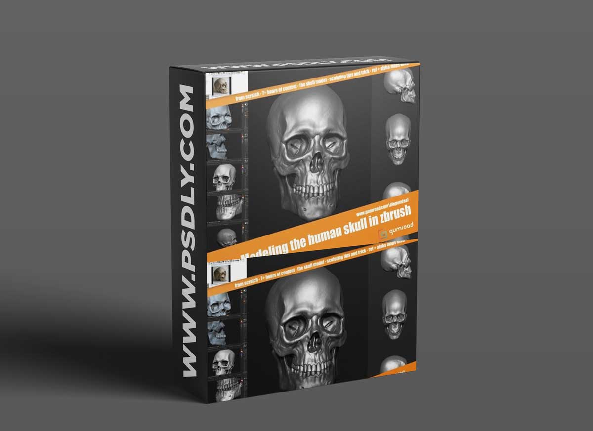 Gumroad – Modeling the human skull in zbrush