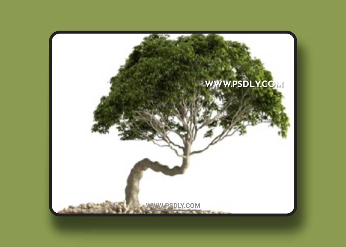Plant 51