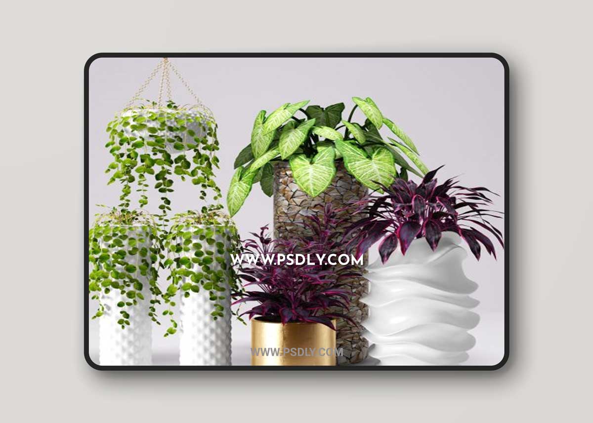 Cgtrader - Collection of plants in pots 3D Model