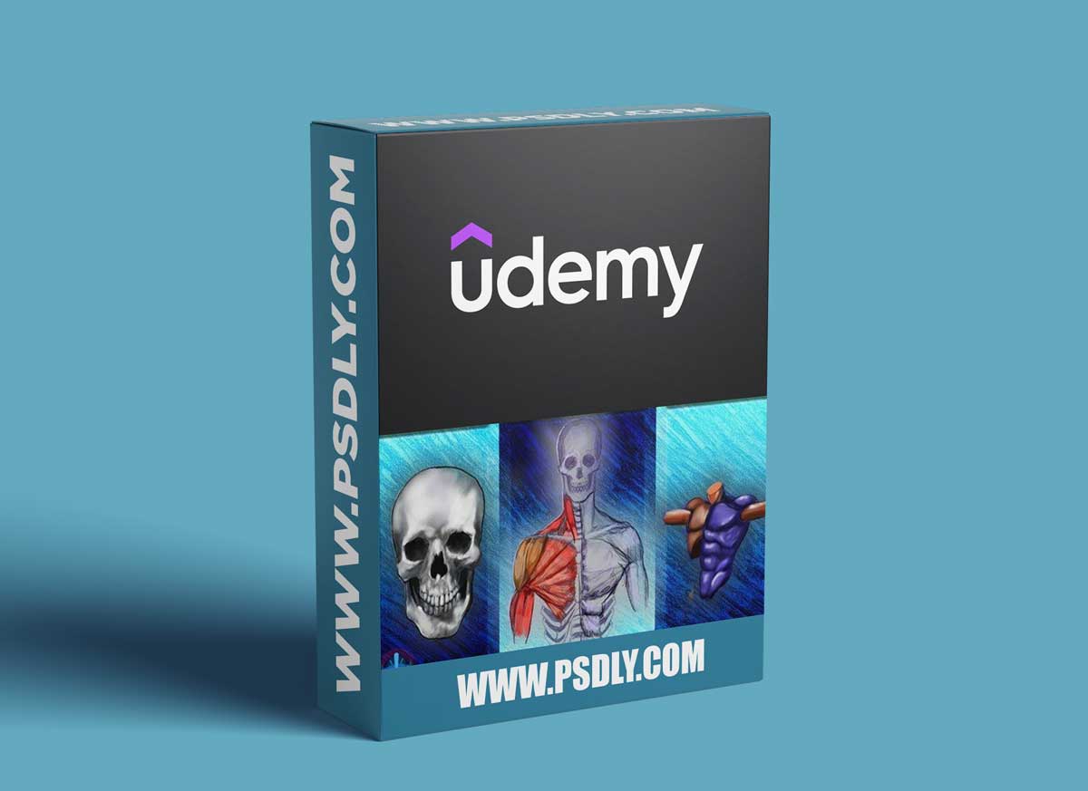 Complete Beginner's Guide to Anatomy and Figure Drawing pt1