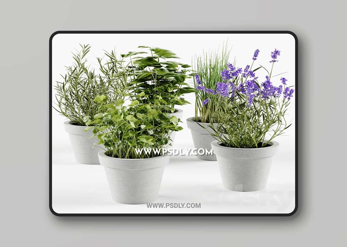 Herbs in concrete pots 3D Model