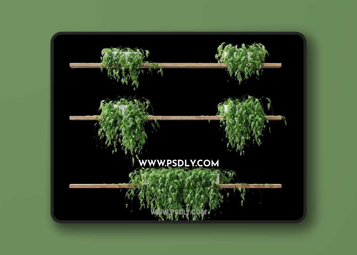 Potted plants on the shelves v2 3D Models