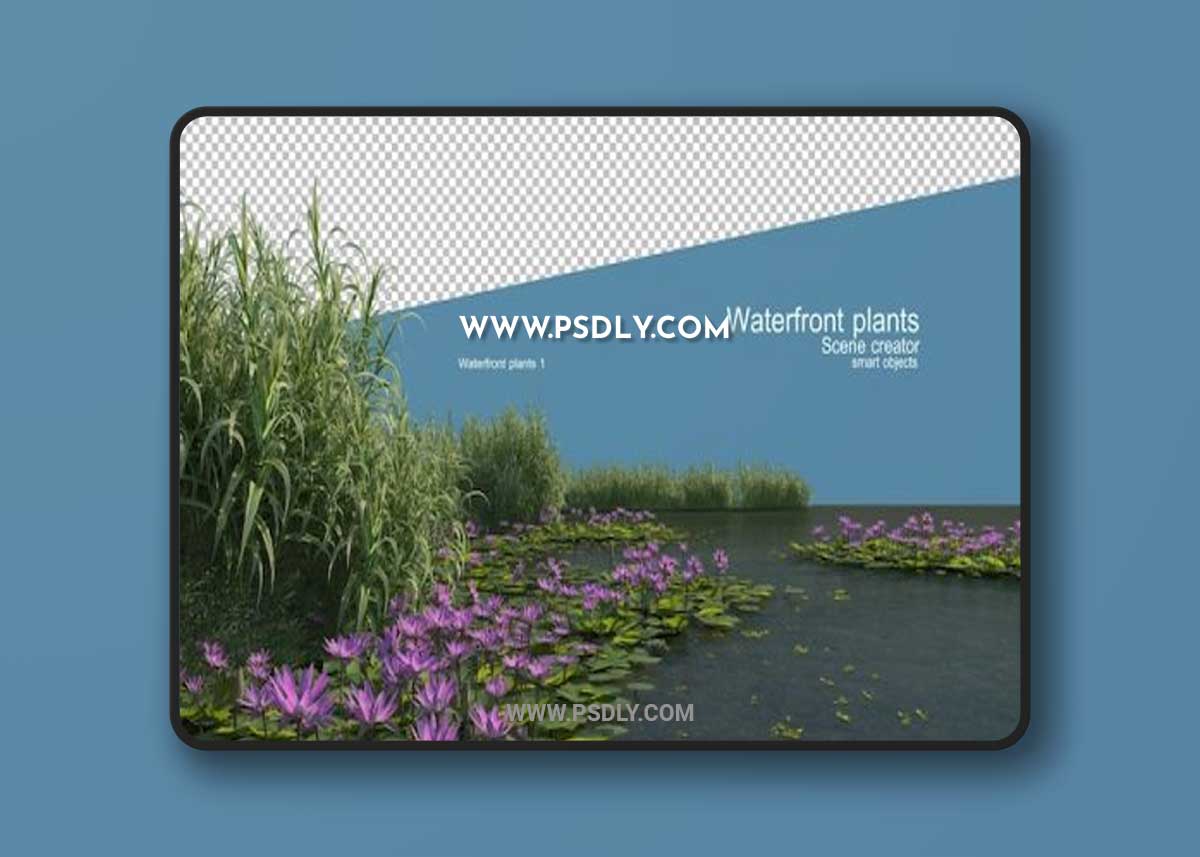 Beautiful variety of waterfront plants