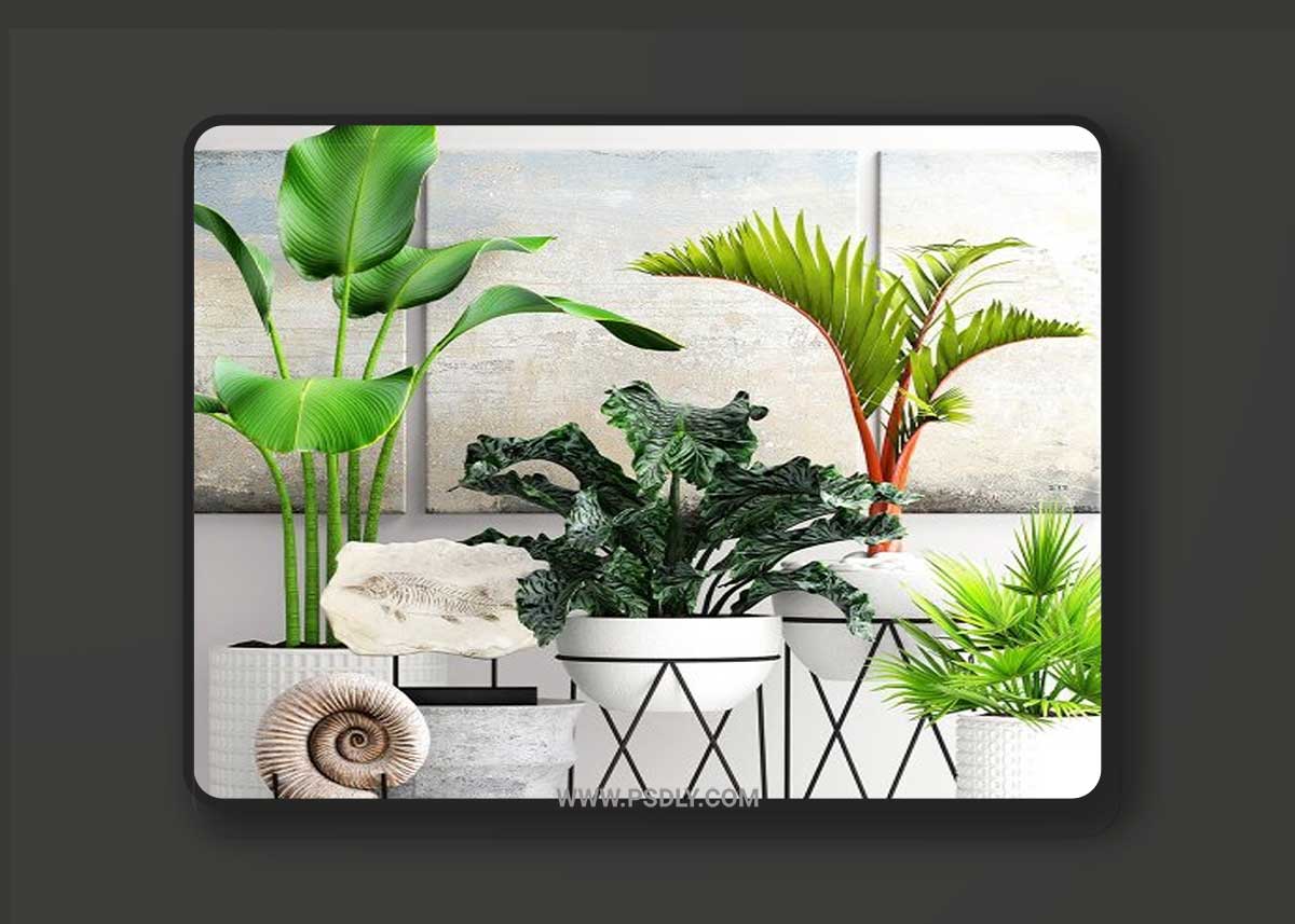 The collection of plants in pots 15