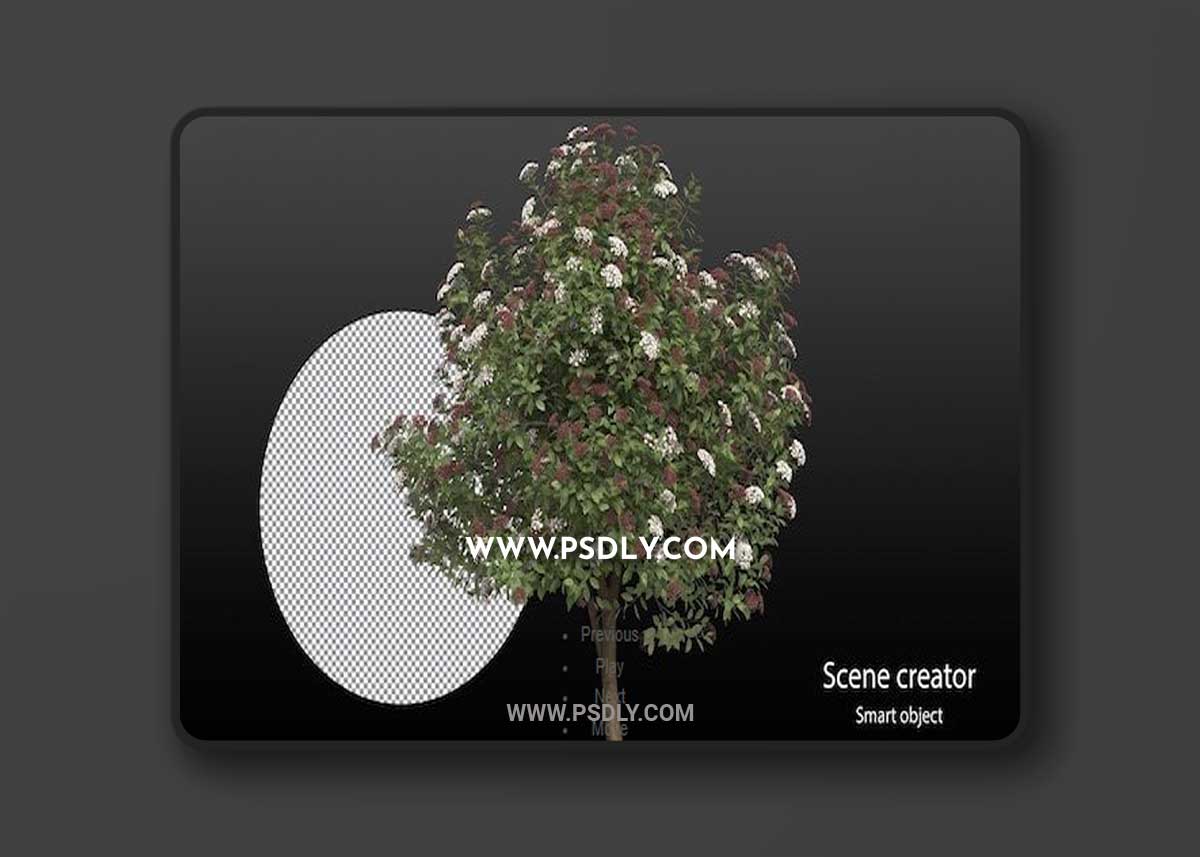 Variety of small plants isolated 3D Model