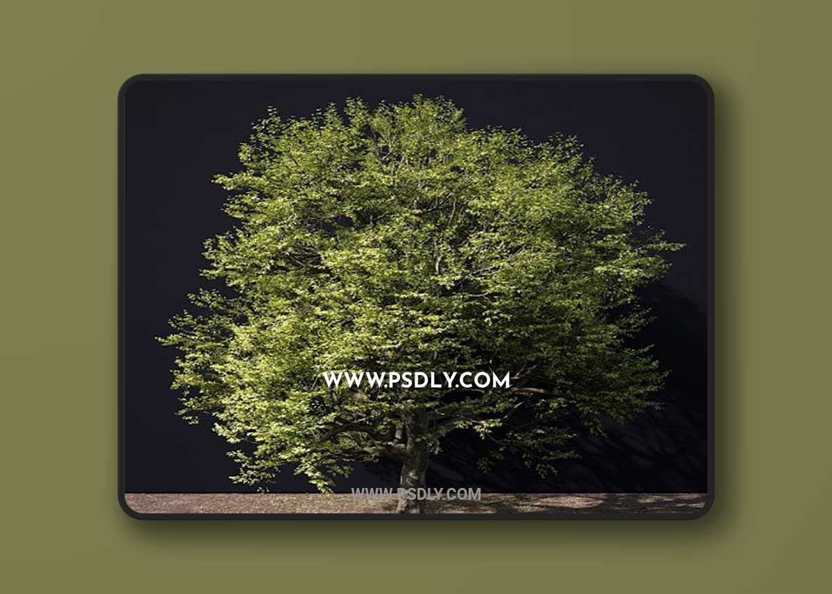A Tree In Green And Autumn Colours 3D Model