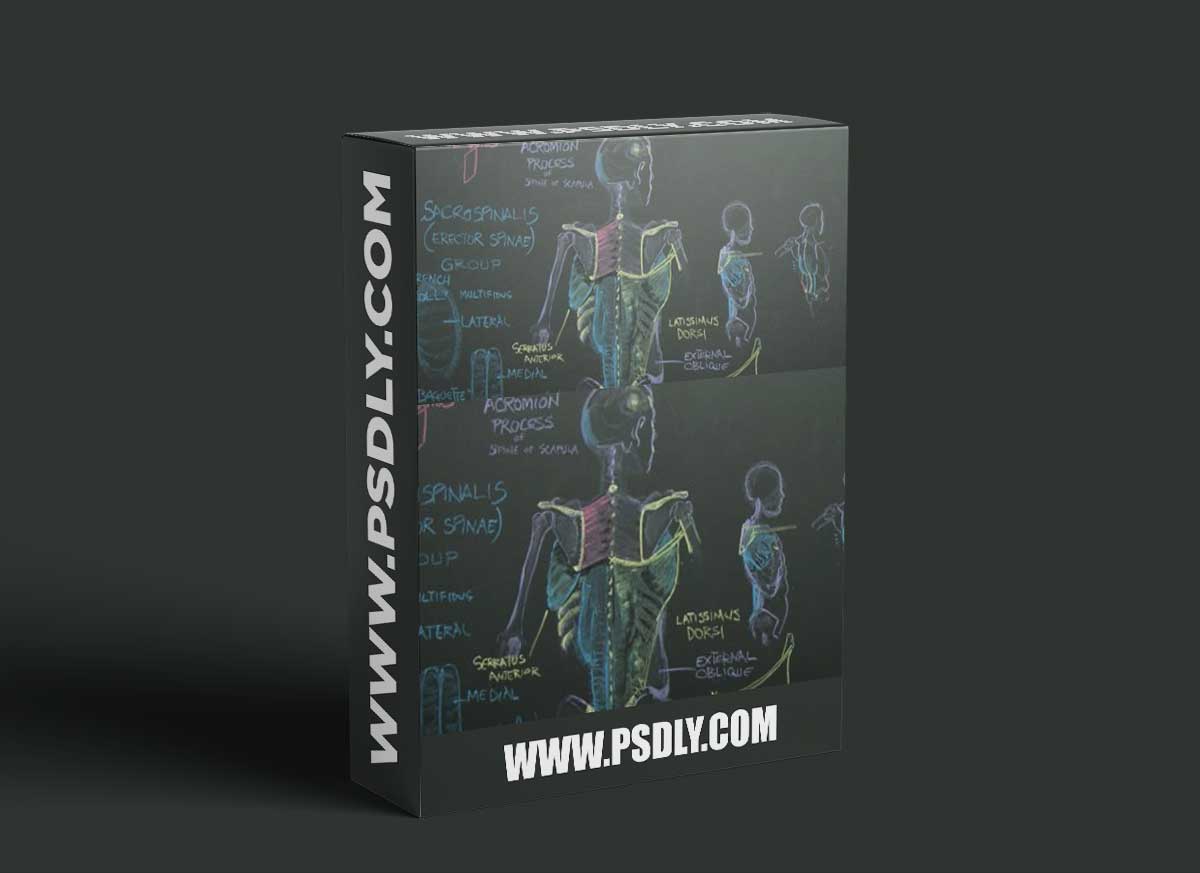 Complete Human Anatomy for Artists Live Class - January 2022 with Rey Bustos