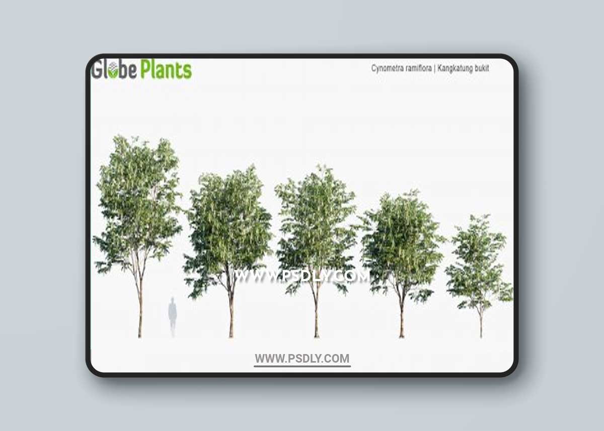 Globe Plants - Cynometra Ramiflora 3D Model
