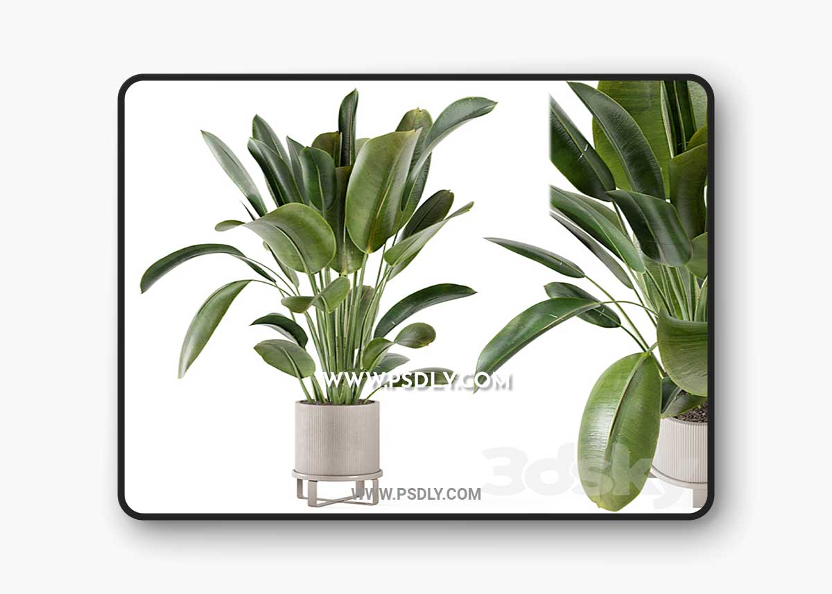 Indoor Plants in Ferm Living Bau Pot Large – Set 378