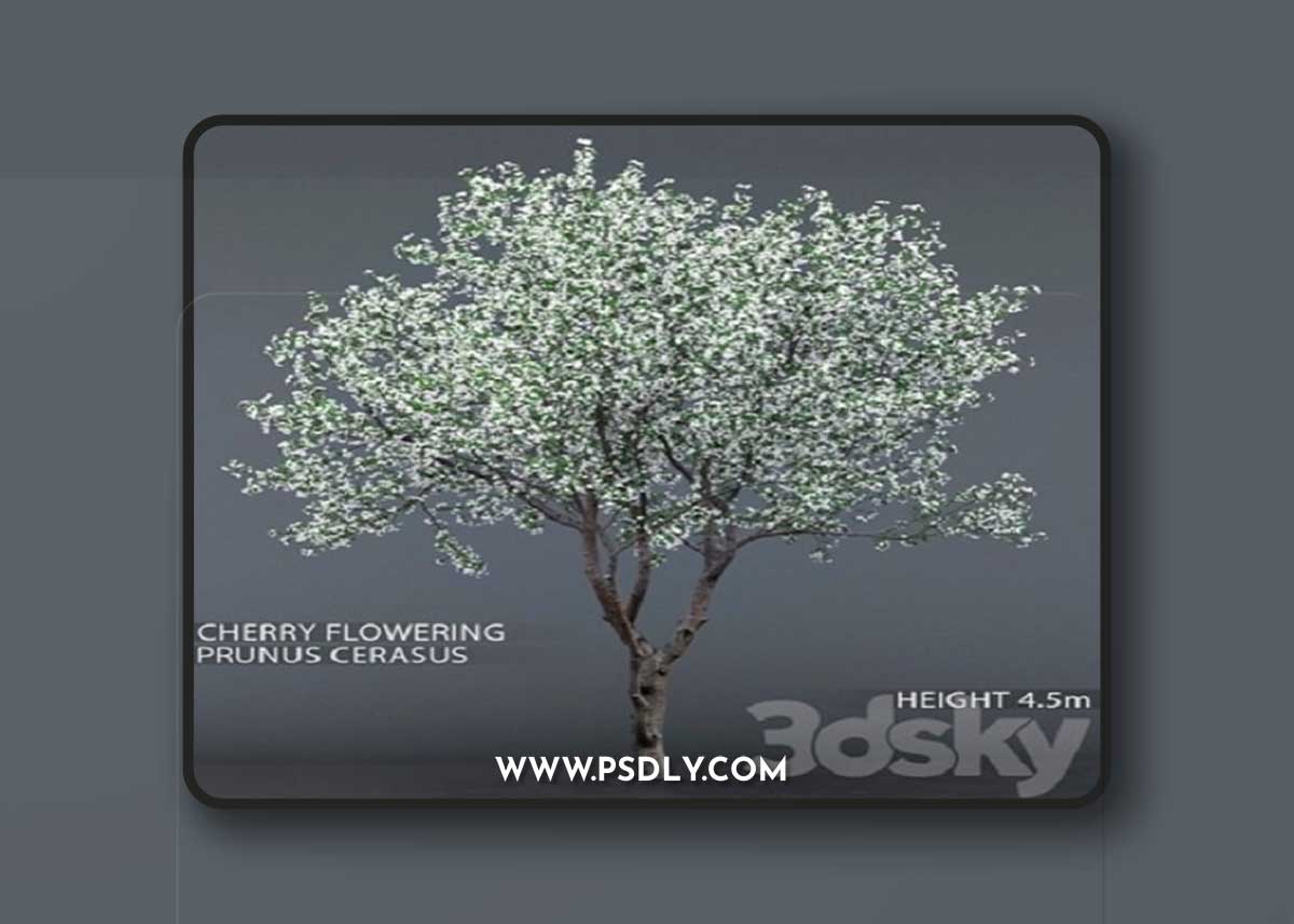 Cherry-tree flowering (Cerasus) # 1 3D Model