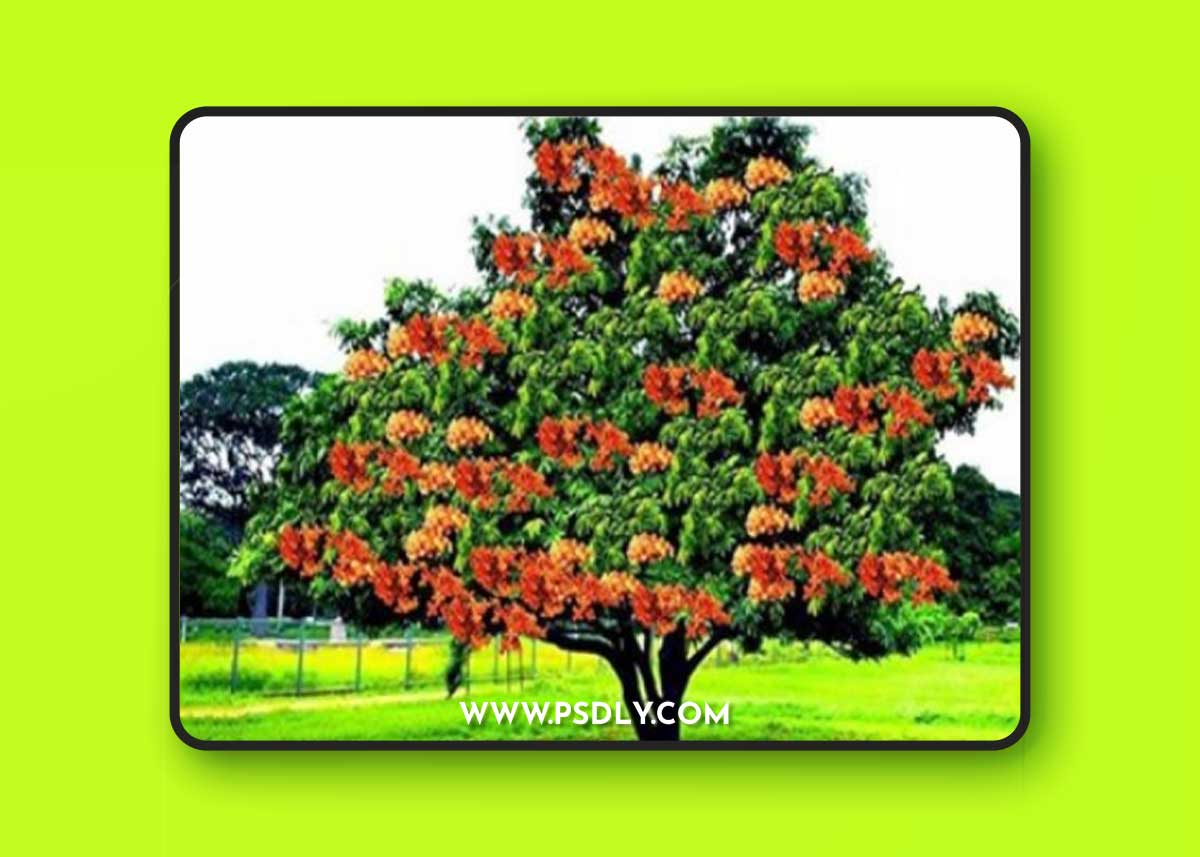 Globe Plants - Saraca Asoca 3D Model