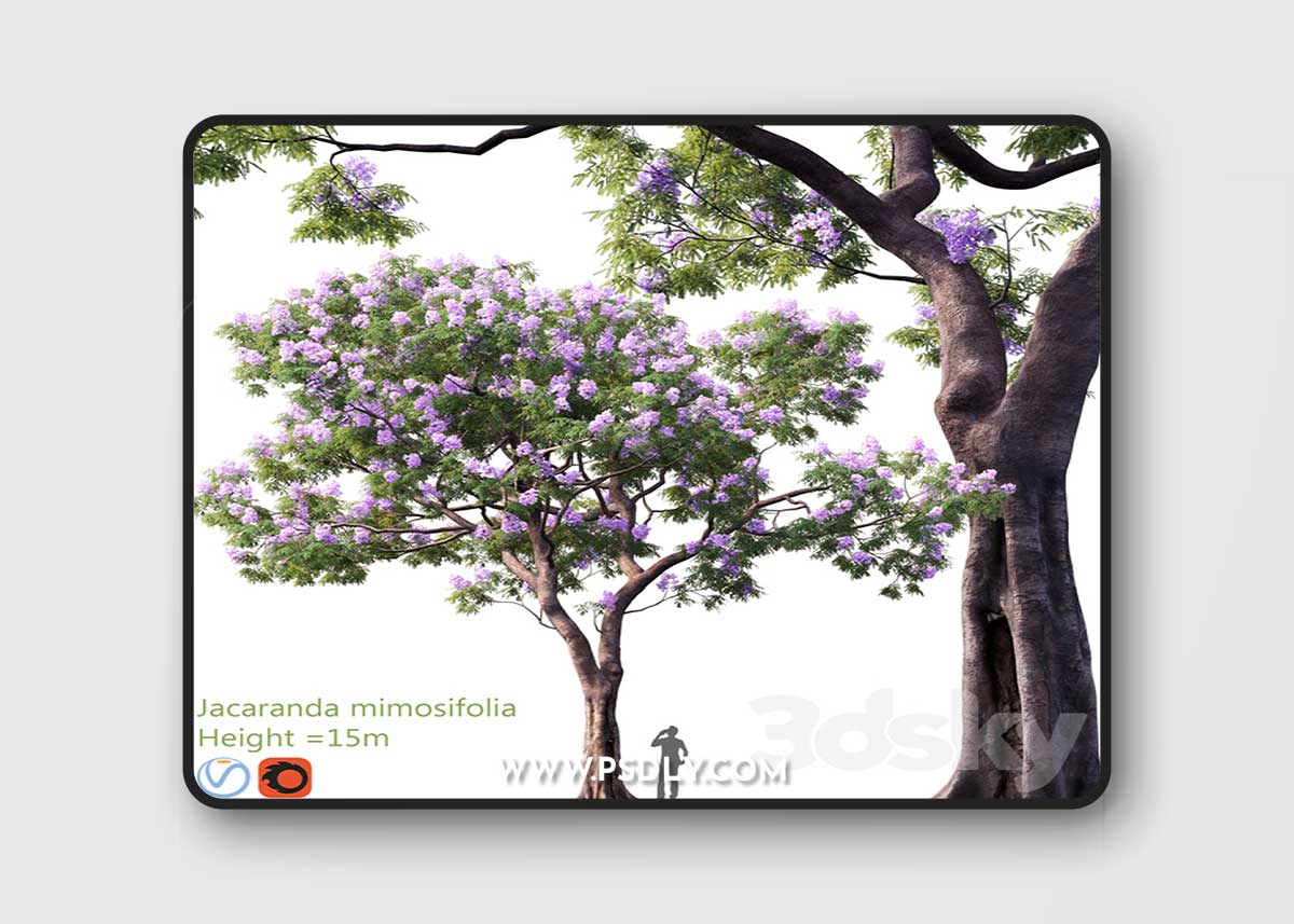 Jacaranda mimosifolia | Height = 15m # 3