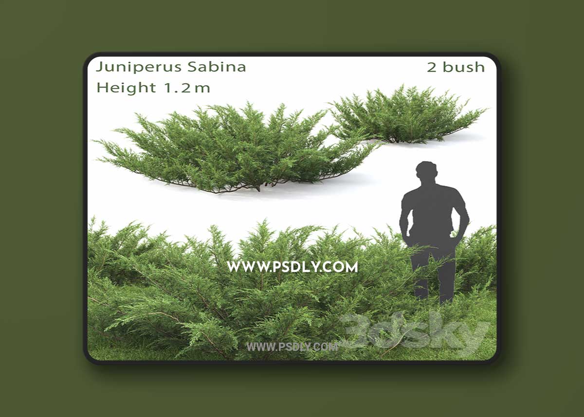 Juniperus Cossack # 1 3D Model