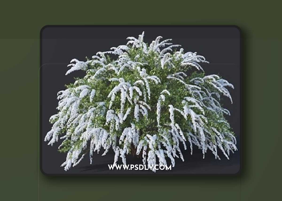 Spiraea # 6 Spiraea X Cinerea. Grefsheim H140cm