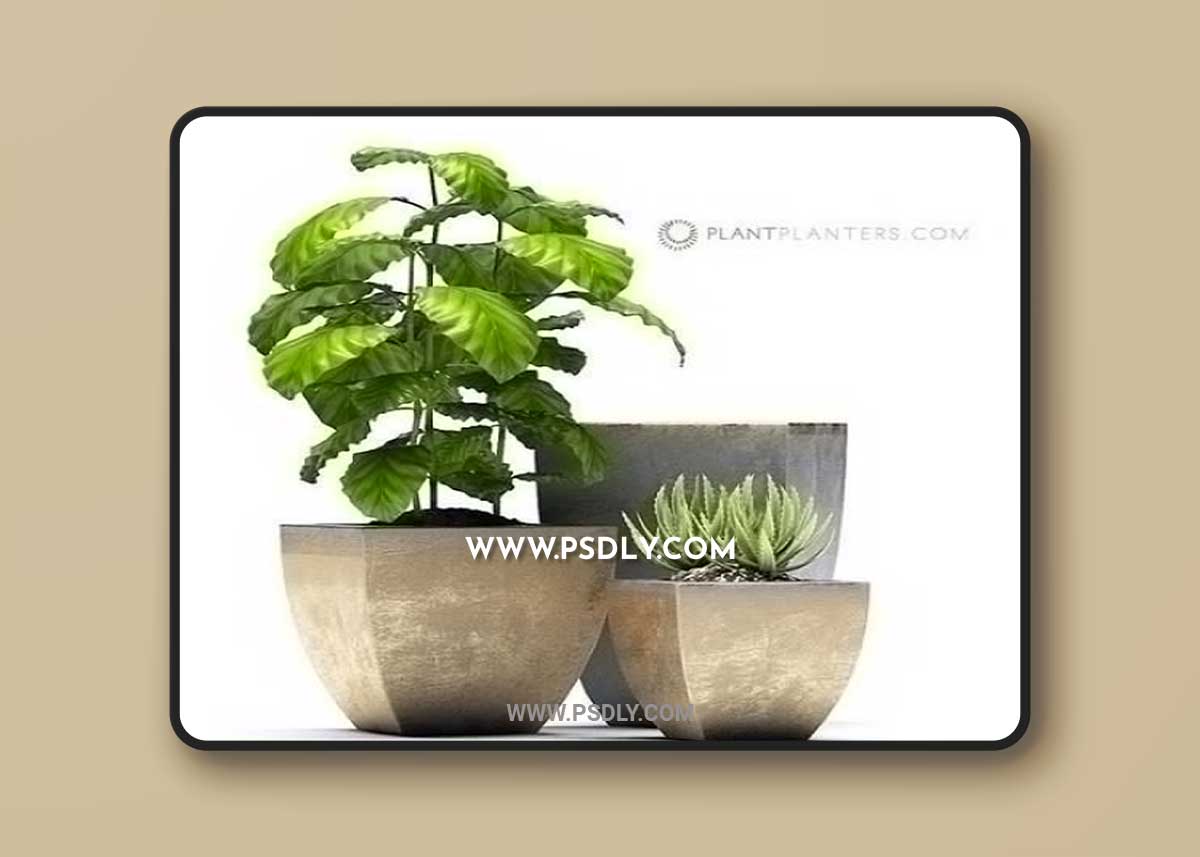 Aloe and flower Pots 3D Model