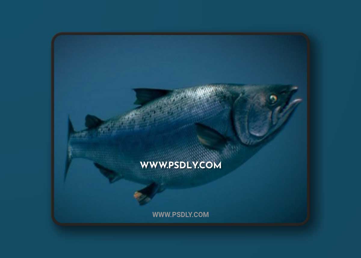 Chinook Salmon (Ocean phase) 3D Model