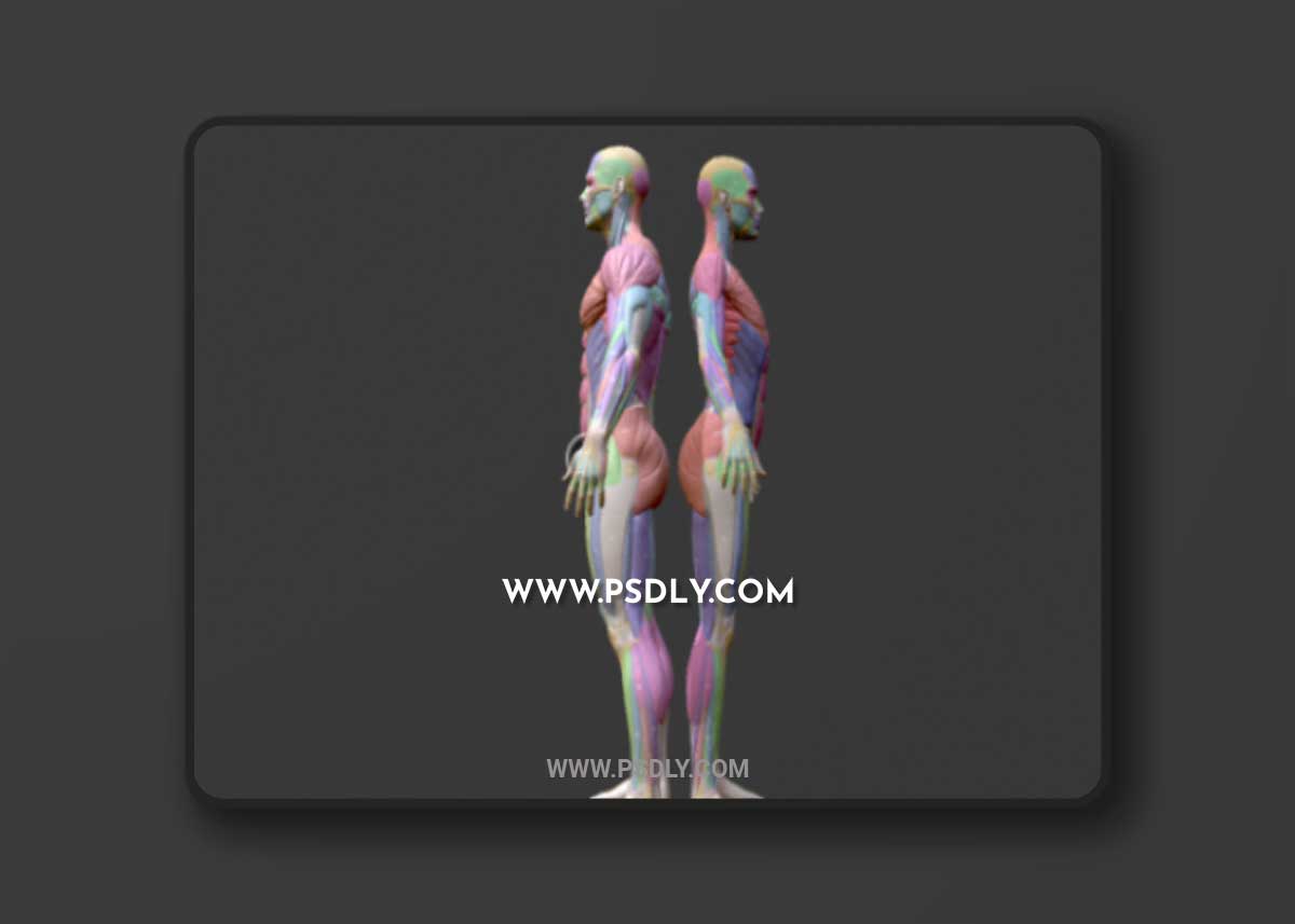 Écorché Musclenames Male & Female Anatomy Bundle