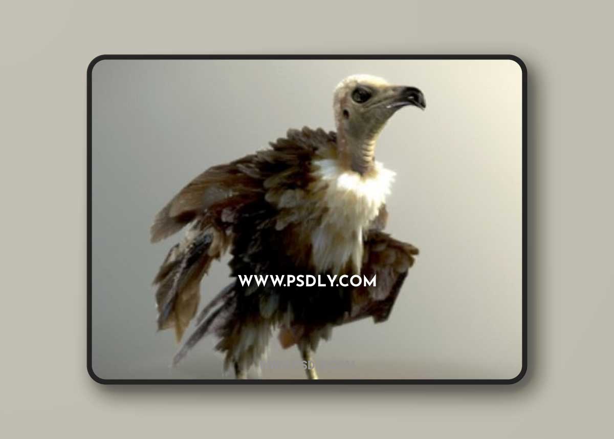 Hooded Vulture 3D Model