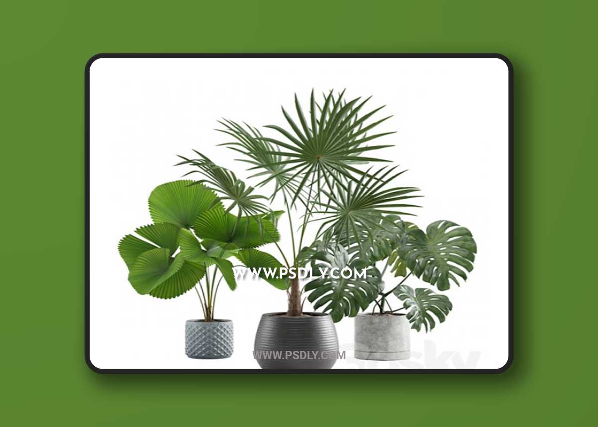 Indoor Plants Pack 09 3D Model