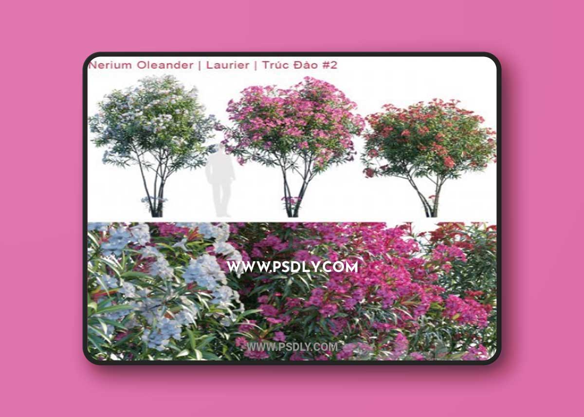 Nerium Oleander | Laurier | Trúc Đào # 2 3D Model