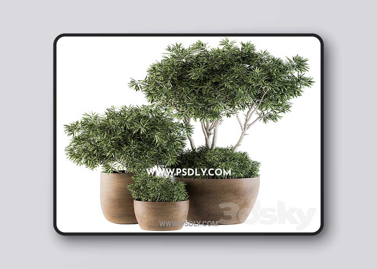 Outdoor Plants tree in Concrete Pot - Set 111