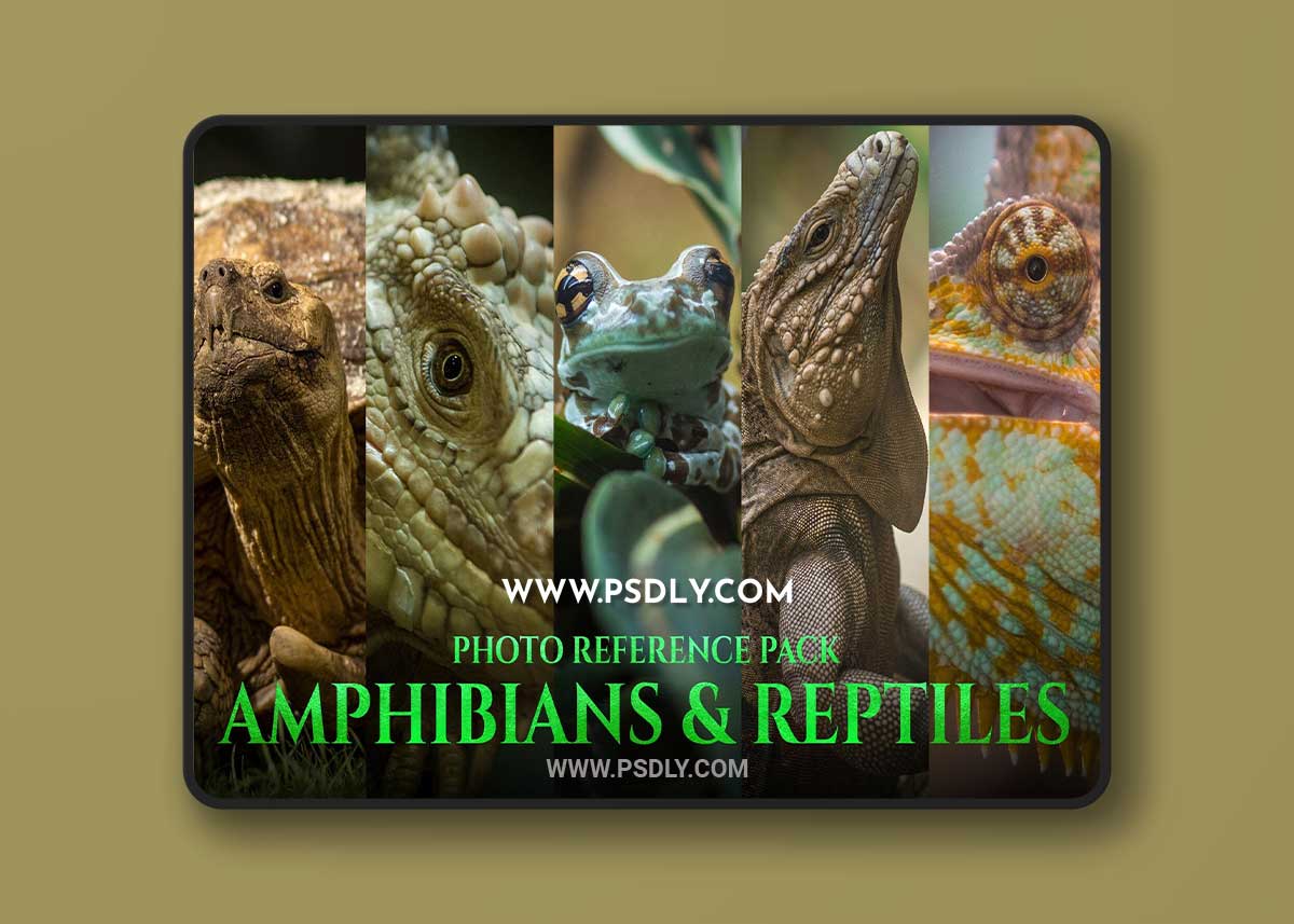 Artstation - Satine Zillah - Amphibians & Reptiles - Photo Reference Pack For Artists 197 JPEGs