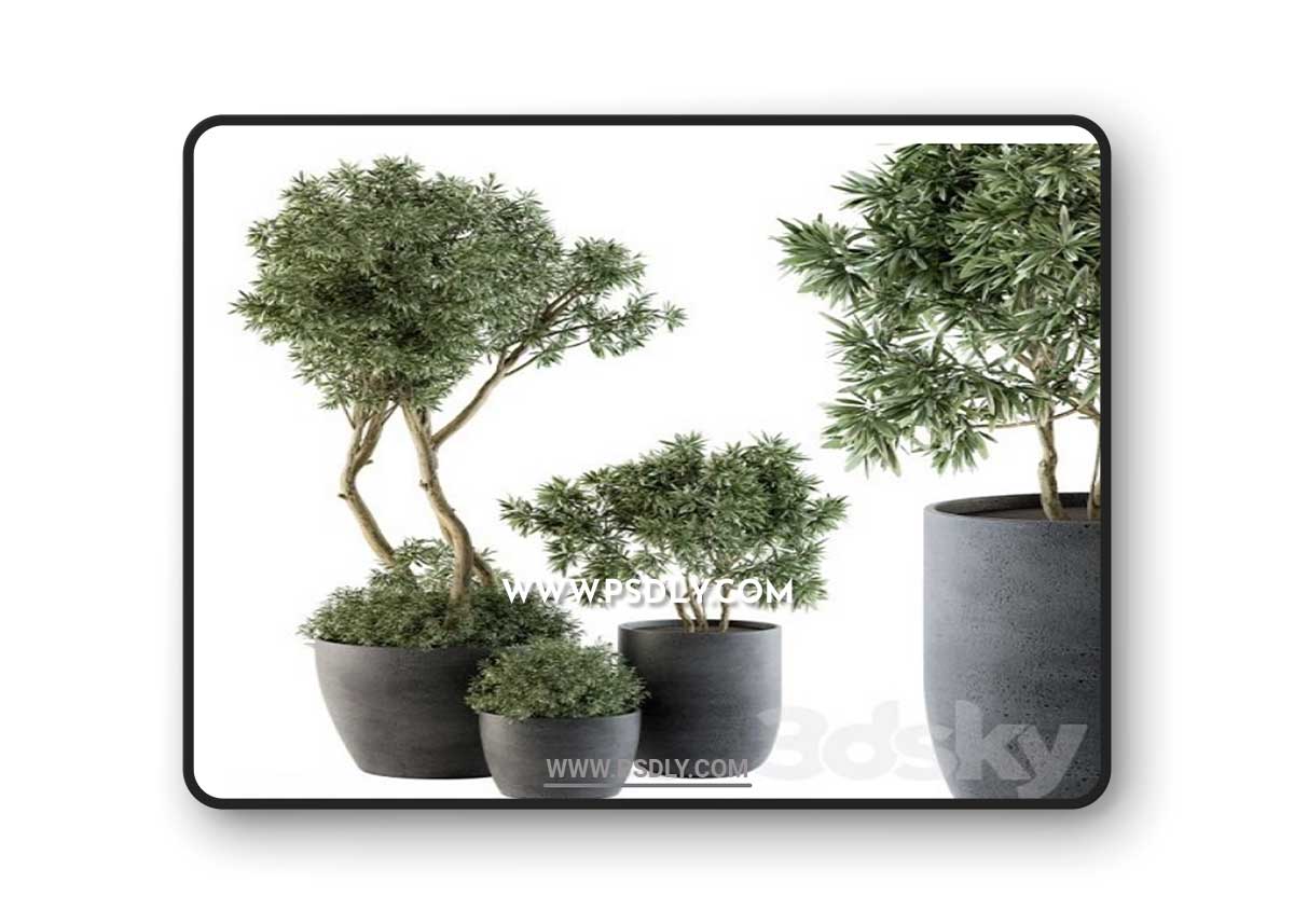 Outdoor Plants Tree in pot – Set 90