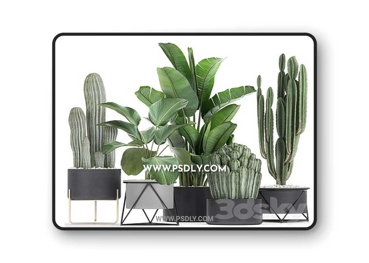 Cacti and strelitzia in a pot 747 3D Model