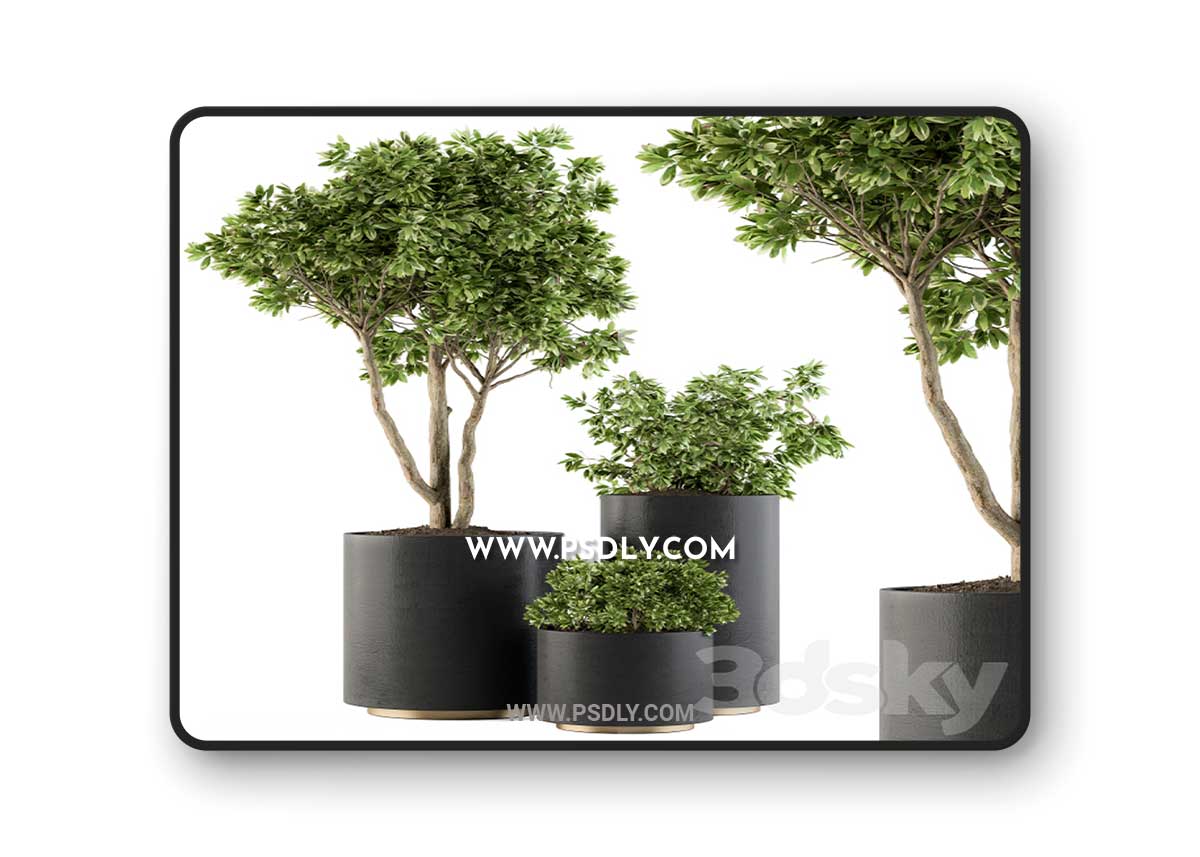 Outdoor Plants Tree in pot - Set 94 3D Model