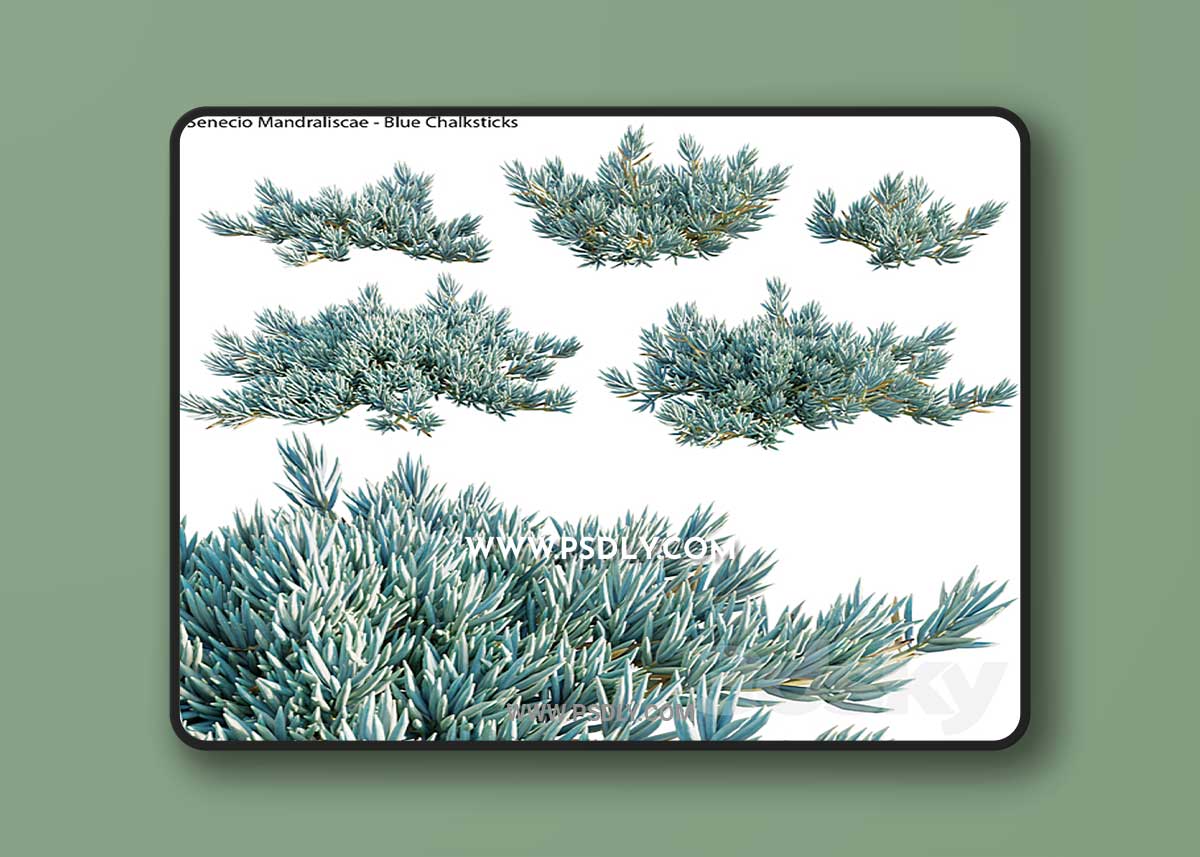 Senecio Mandraliscae – Blue Chalksticks – 01