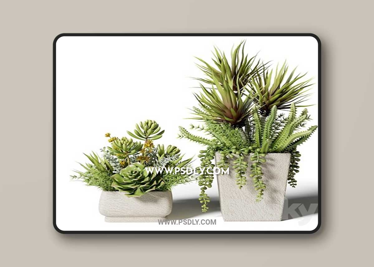 Bouquets of succulents in square pots