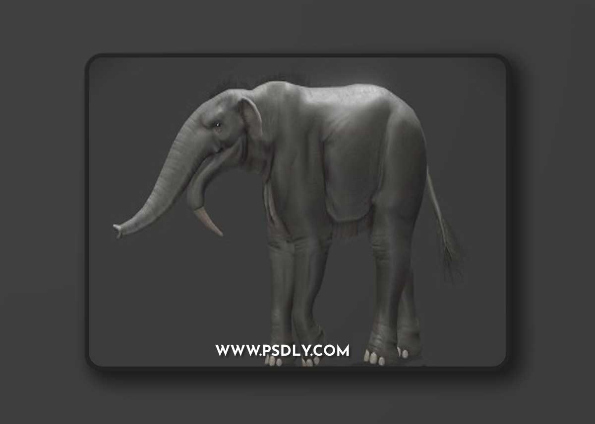 Deinotherium Giganteum 3D Model