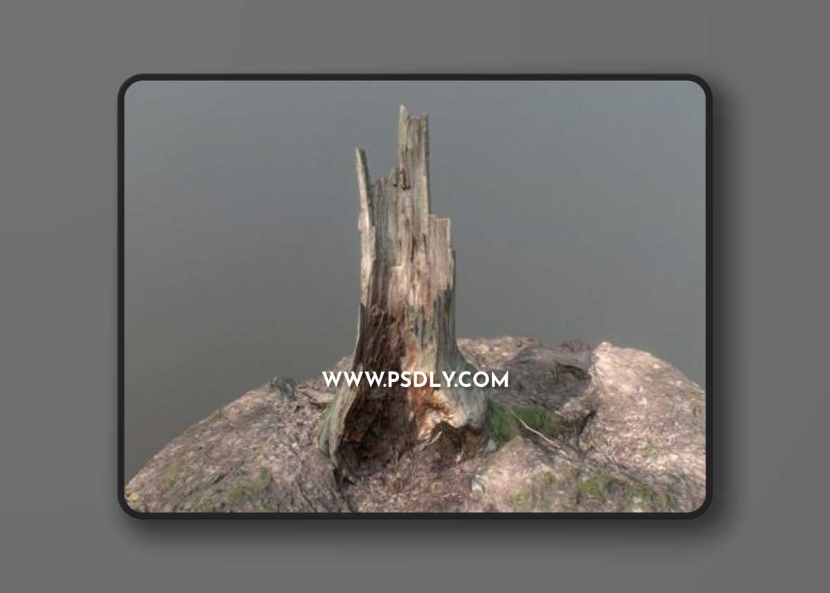 Irregular tree stump 3D Model