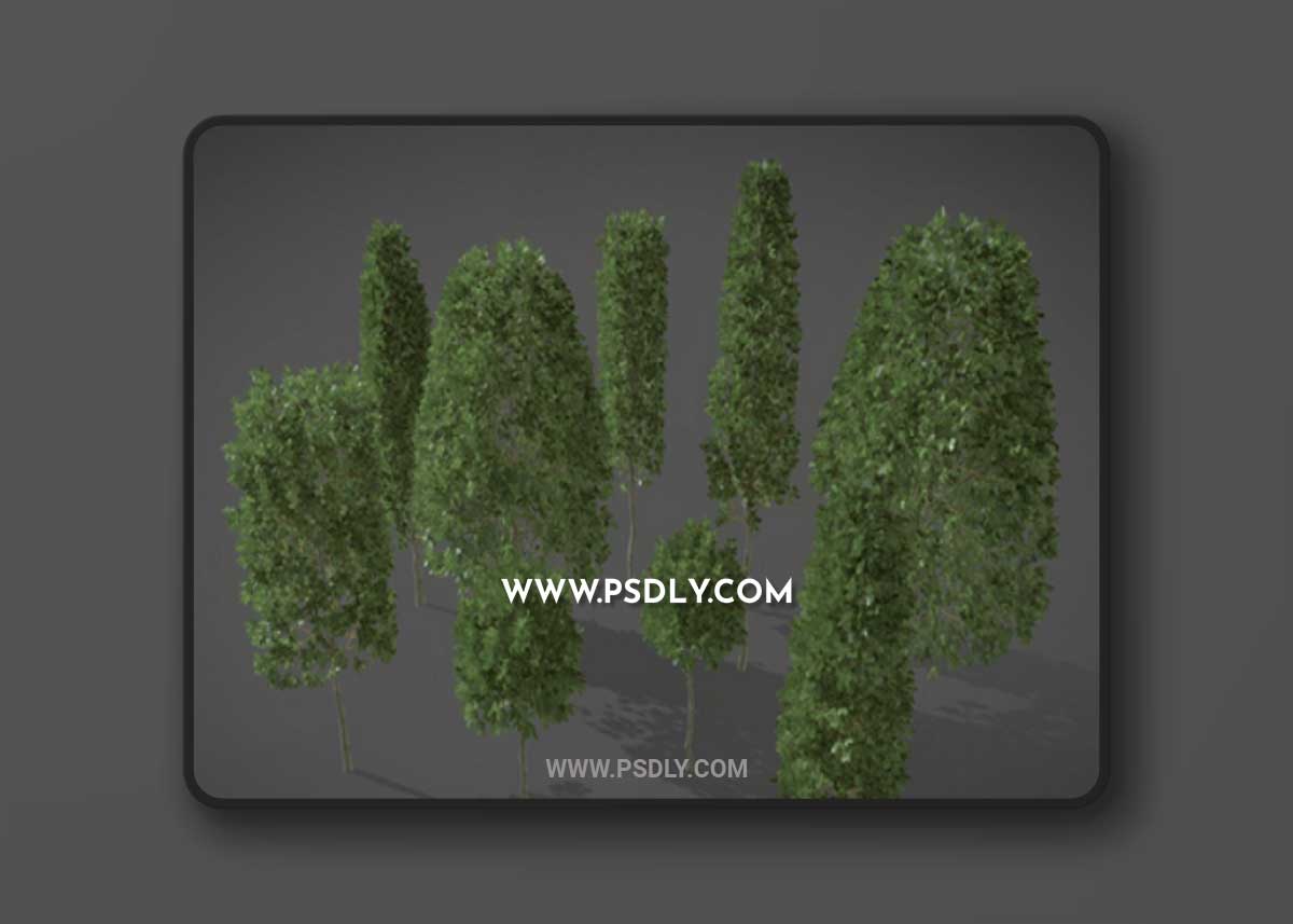 LS06 Carpinus Betulus (European Hornbeam) 3D Model