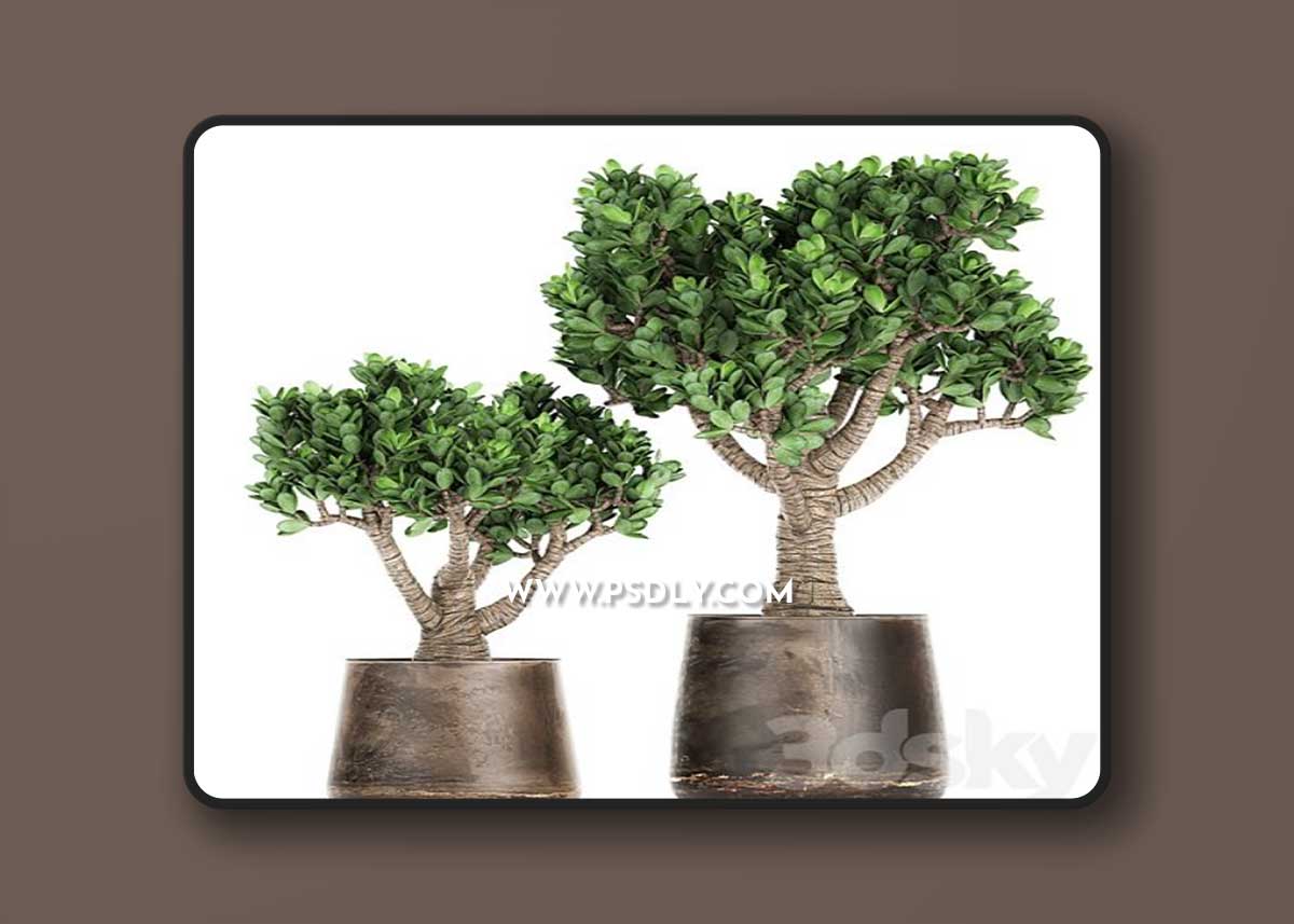 Plant collection Crassula 930. money tree, fat woman, metal flowerpot, rust, industrial style