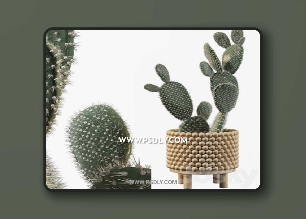 Plants collection 038 – Opuntia microdasys 03