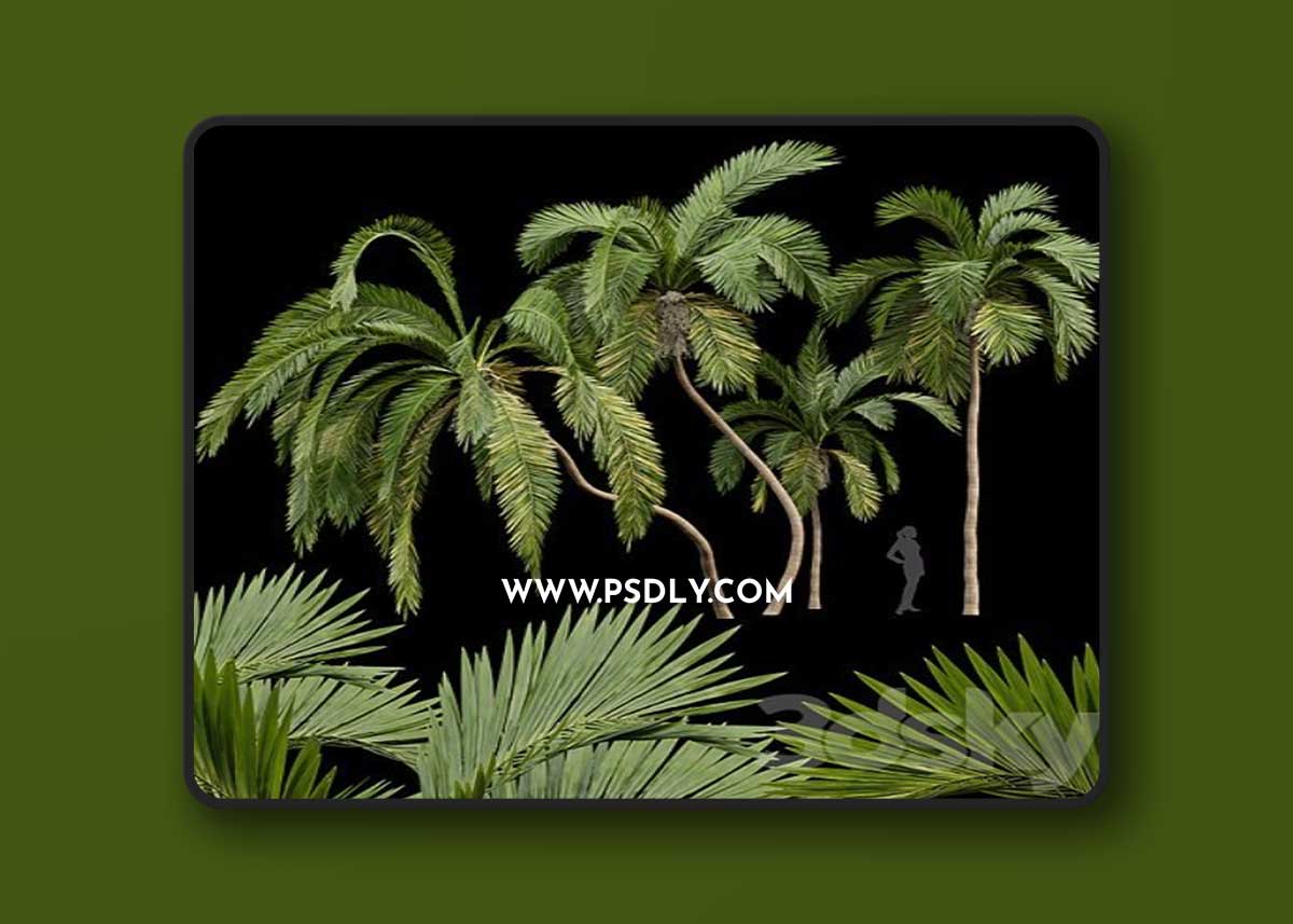 Queen-Palm-4-Trees-Syagrus-Romanzoffiana