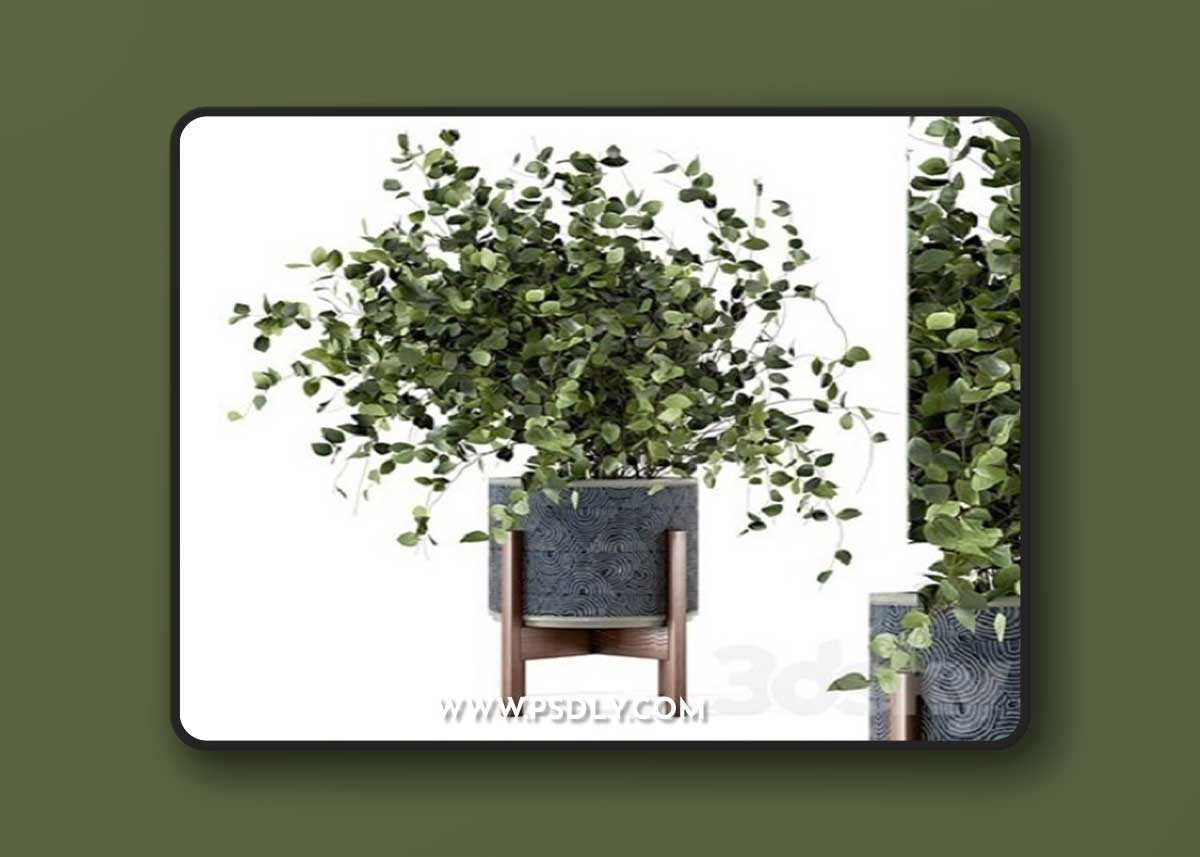 Indoor Plants in rusty Concrete Pot – Set 244