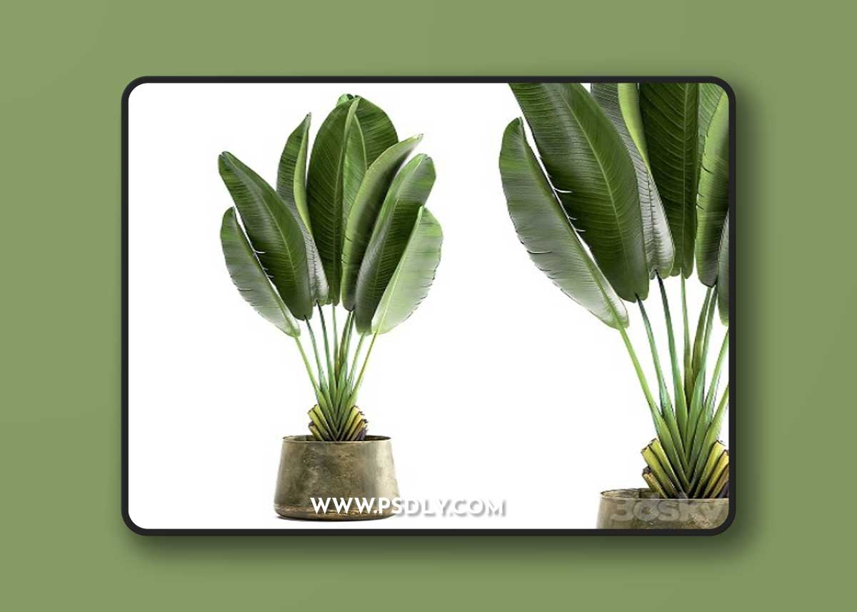 Ravenala 926. Strelitzia, Banana palm, metal flowerpot, industrial style, luxury