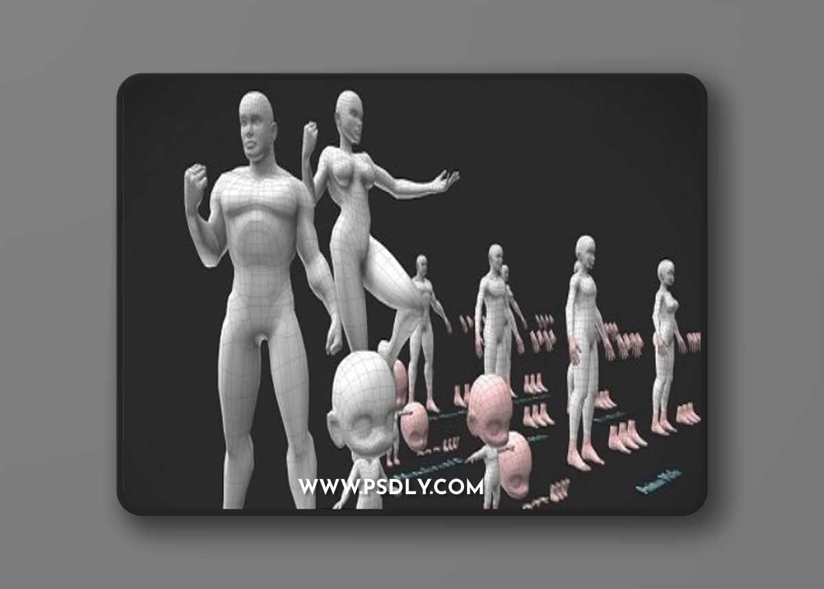 Base Meshes Character Starter Kit + Rig 3D Model
