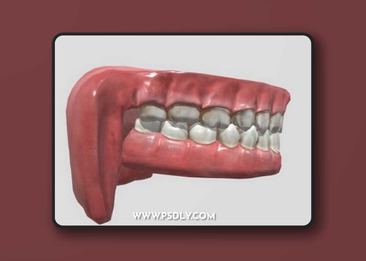 Human Mouth Low Rig Animation 3D Model