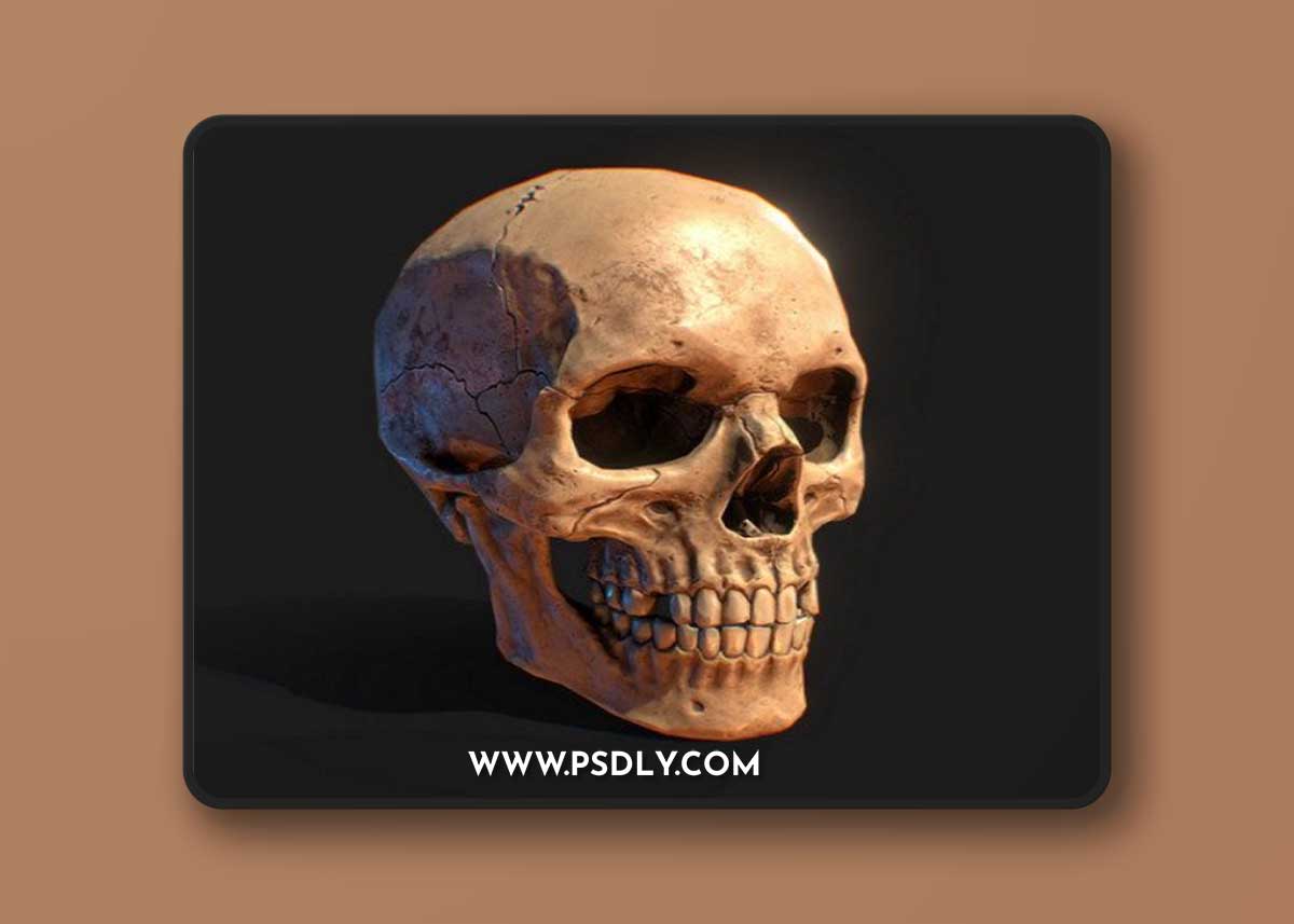 Human Skull 3D Model