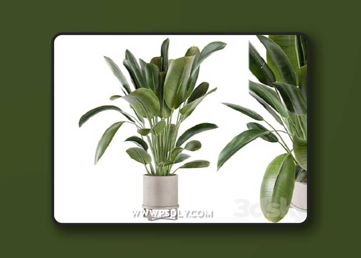 Indoor Plants in Ferm Living Bau Pot Large – Set 378