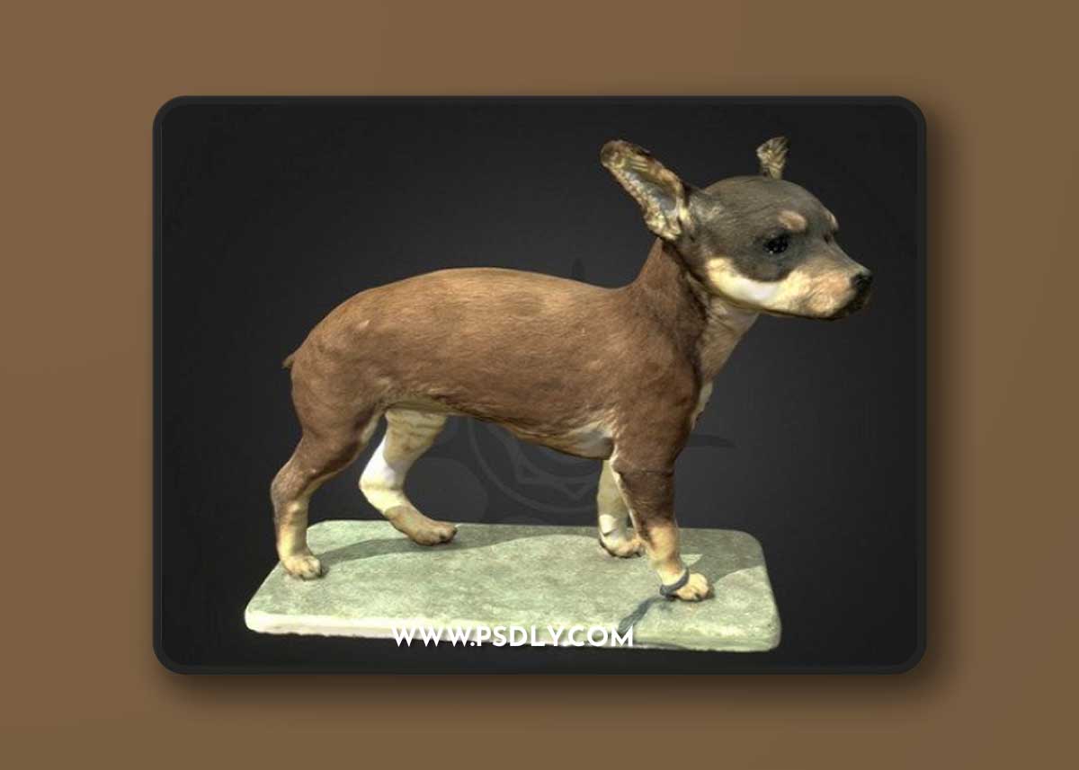 Miniature Pinscher 3D Model