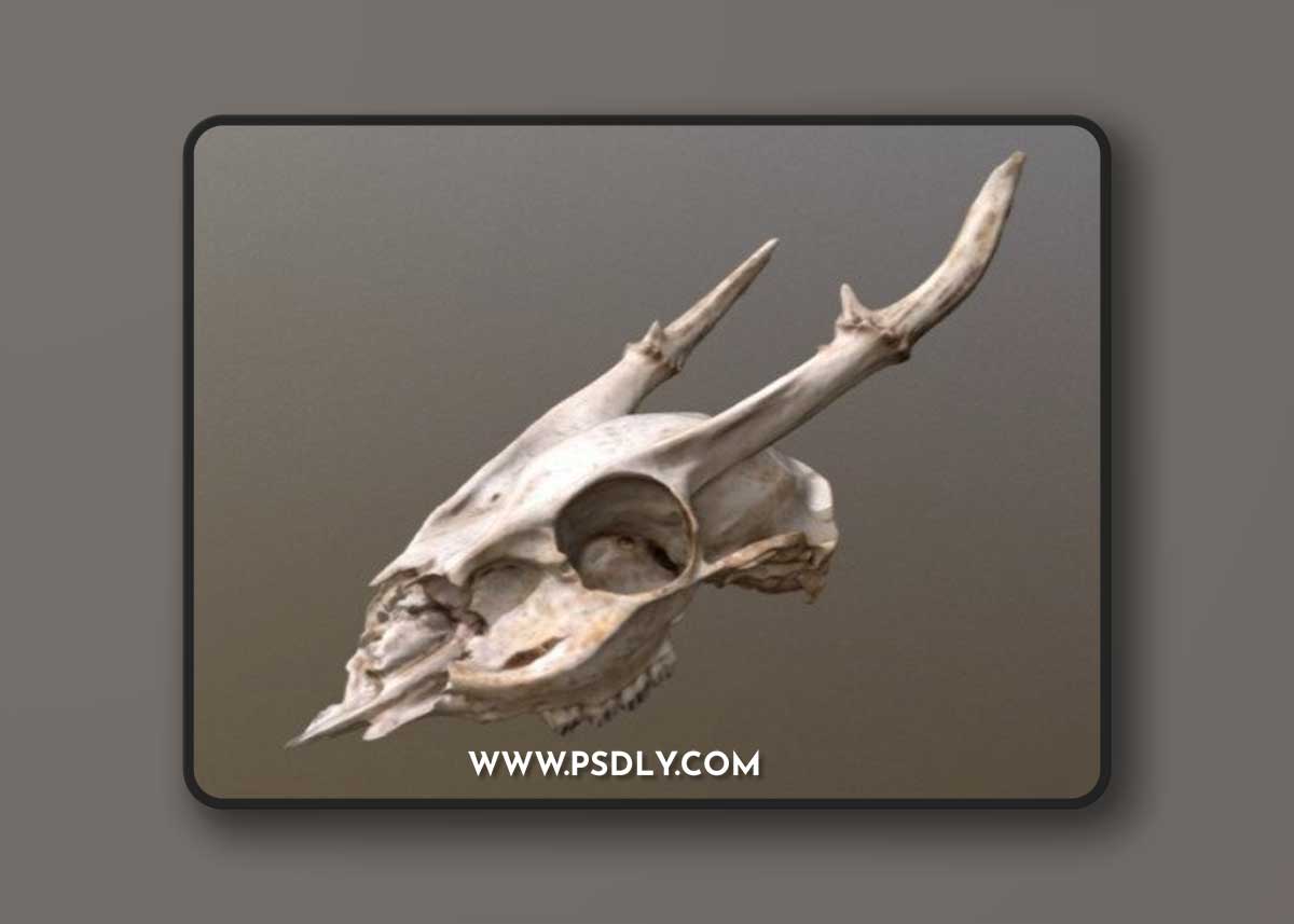 Muntjac Deer Skull 3D Model