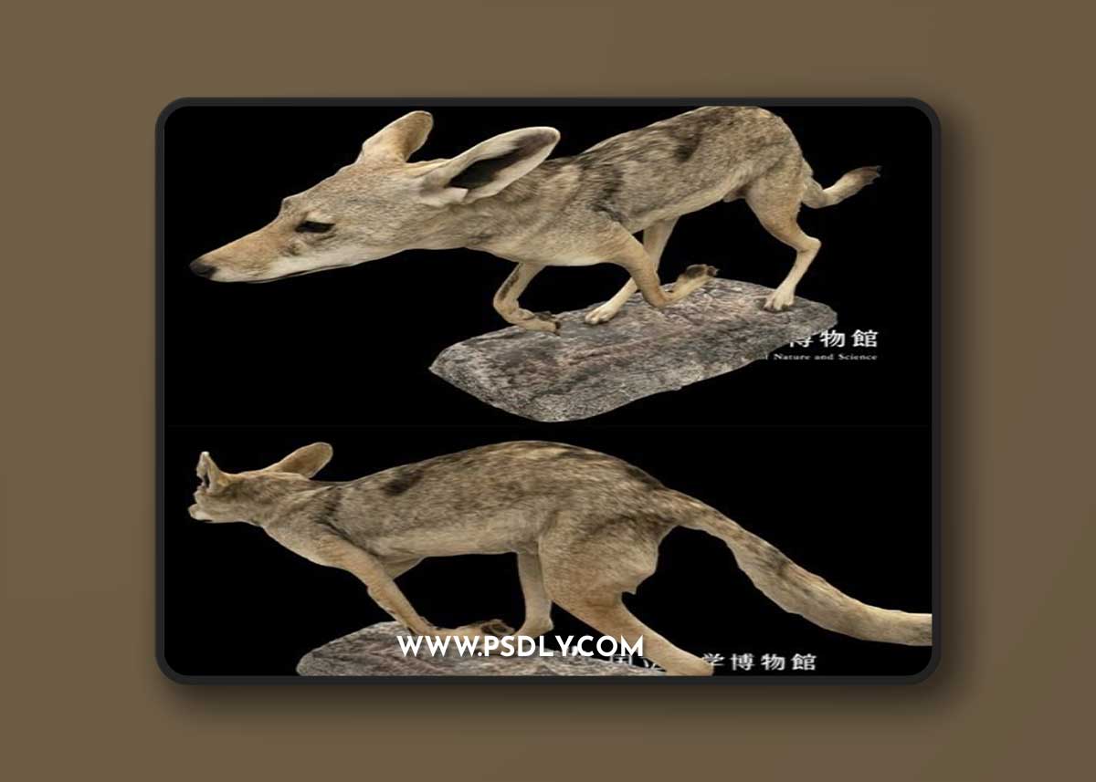 NSMT-M_32094_Black-backed_Jackal_(Taxidemy) 3D Model