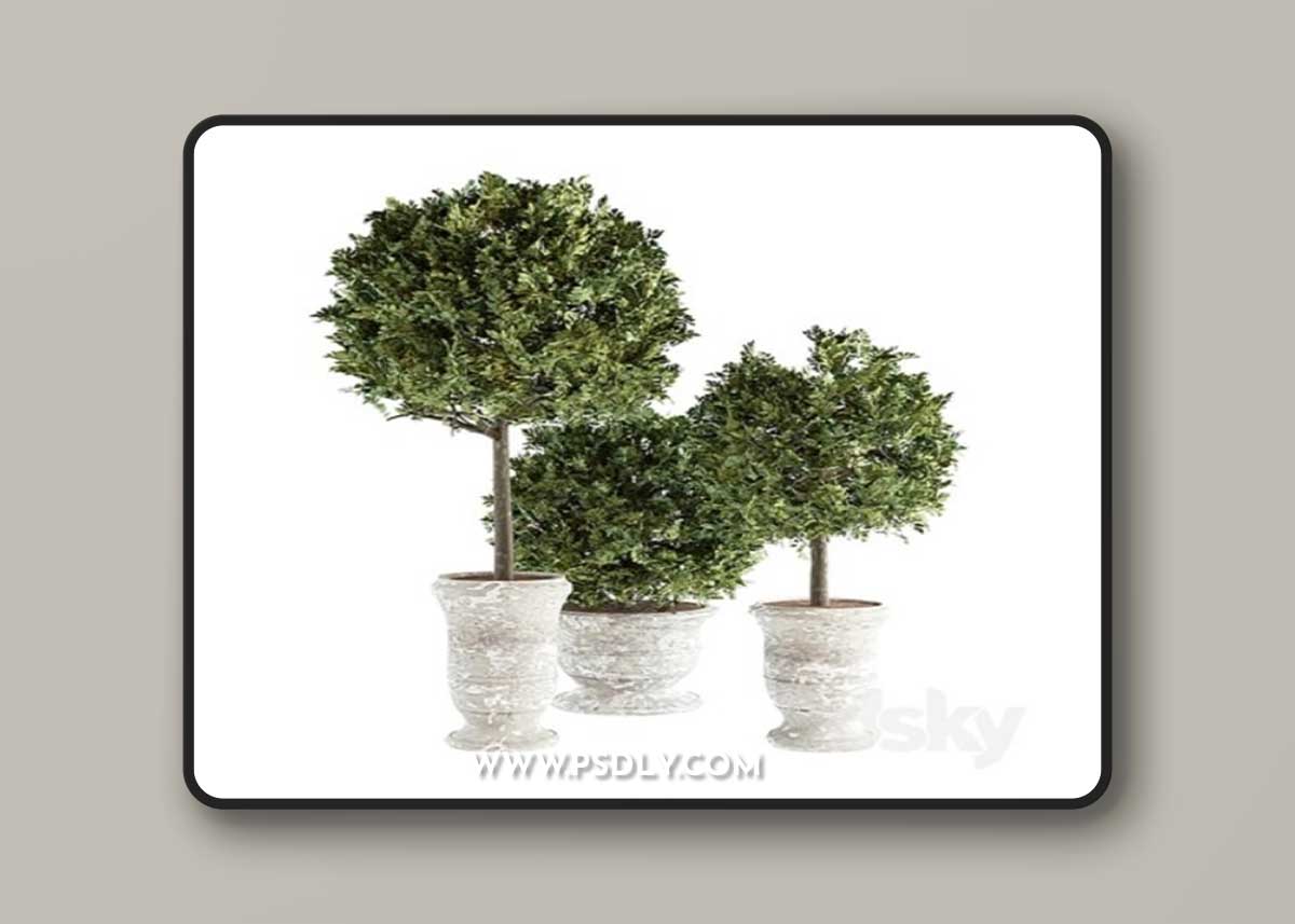 Outdoor Plants 02 – Plants in Concrete Pots
